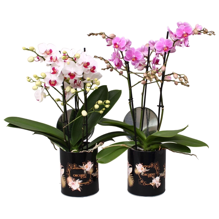 <h4>Phal. Multi 3-tak mix in rond blik BGC892 Romantic Black</h4>