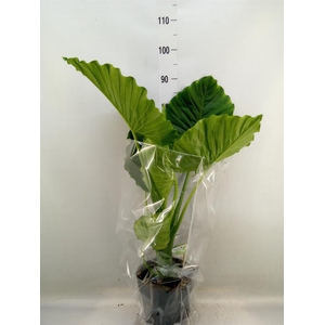 Alocasia gageana