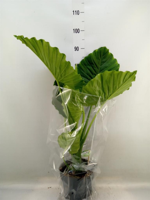 <h4>Alocasia gageana</h4>