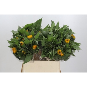 Helianthus Orange Fire