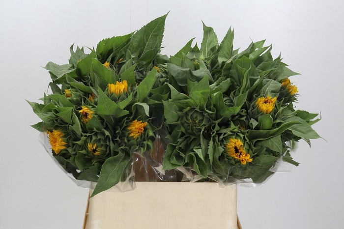 Helianthus Orange Fire