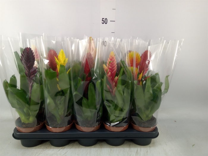 <h4>Vriesea   ...mix 6</h4>