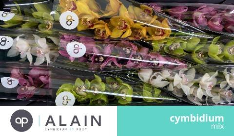 <h4>MIX 60cm x 9</h4>