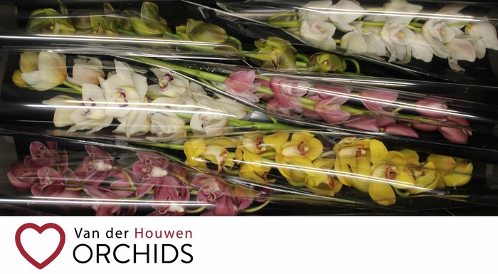 <h4>80 cm gemengd</h4>