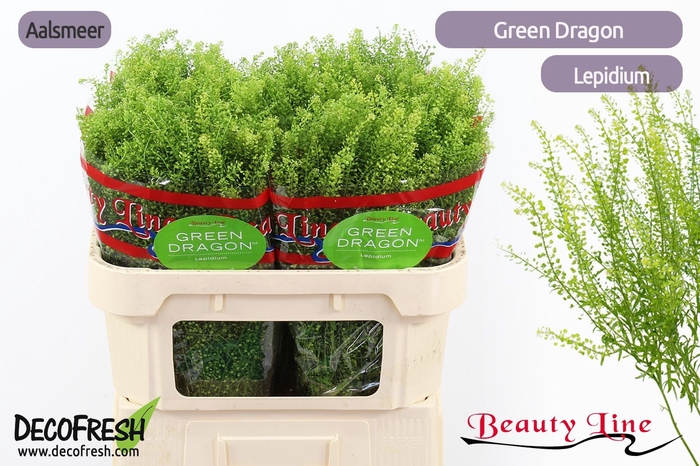 <h4>Thlaspi Green Dragon Beauty</h4>