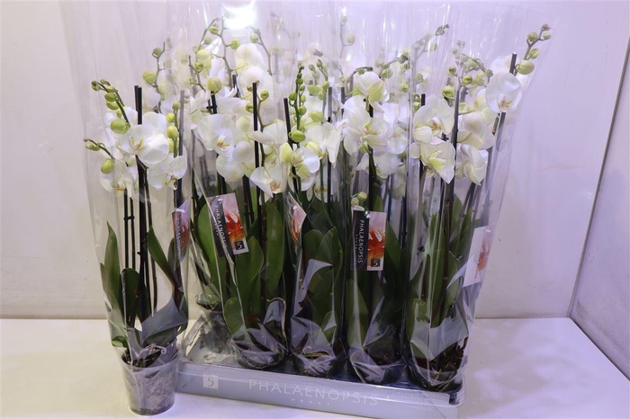 <h4>arr8 Phal Ov Wit</h4>