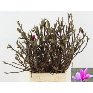 MAGNOLIA SUSAN PER STEM 045CM