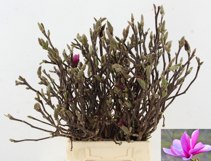 <h4>MAGNOLIA SUSAN PER STEM 045CM</h4>