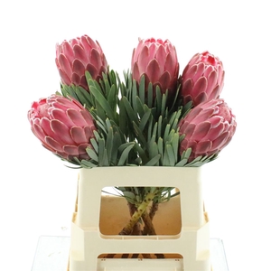 Protea Venus