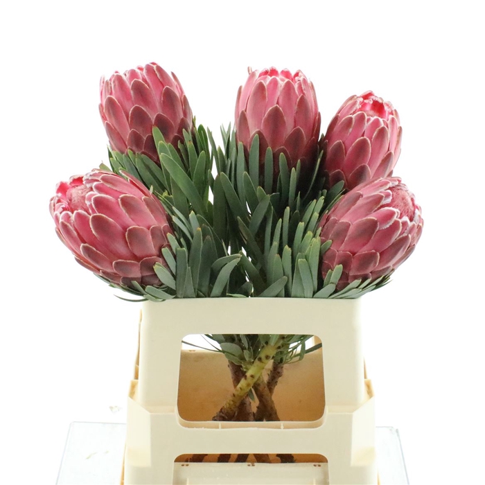 <h4>Protea Venus</h4>