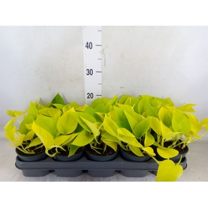 Epipremnum pinn. 'Golden Pothos'