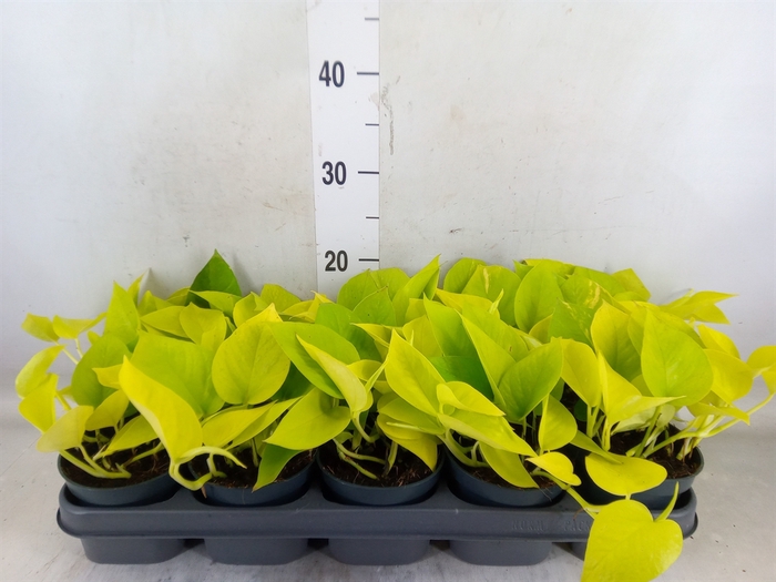 <h4>Epipremnum pinn. 'Golden Pothos'</h4>