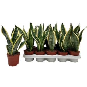 SANSEV FUTURA SUPERB