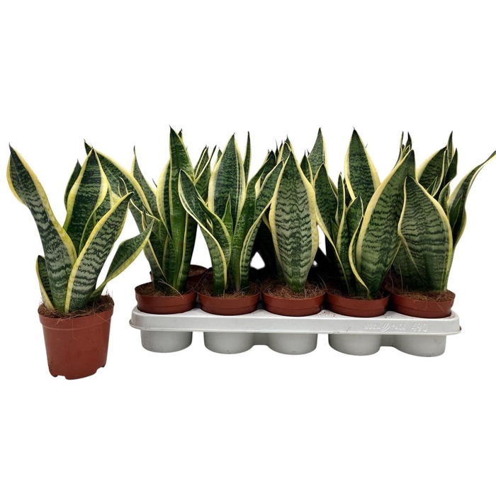 <h4>SANSEV FUTURA SUPERB</h4>