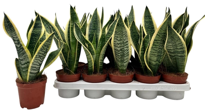 SANSEV FUTURA SUPERB