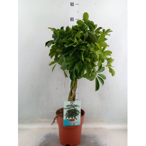 Schefflera arbor. 'Compacta'