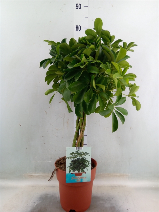 <h4>Schefflera arbor. 'Compacta'</h4>