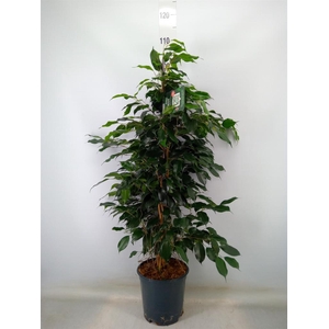 Ficus benja. 'Danielle'