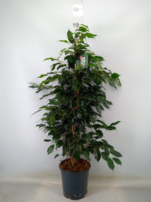 <h4>Ficus benja. 'Danielle'</h4>