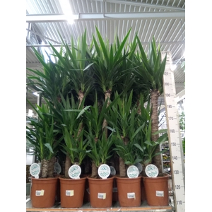 Yucca   ...