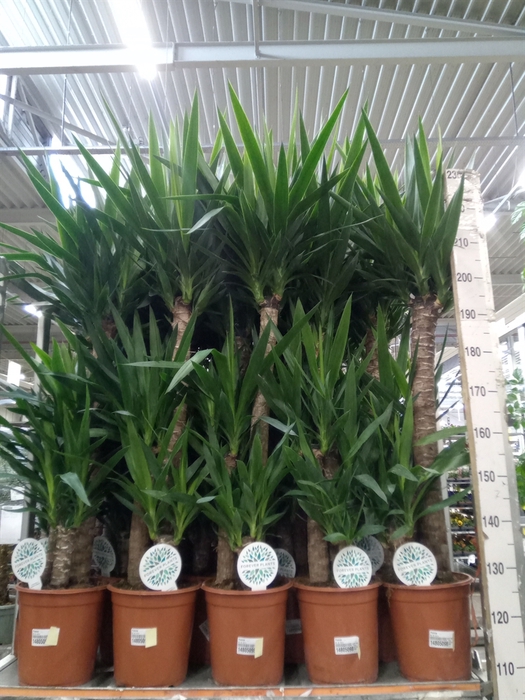 <h4>Yucca   ...</h4>