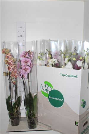 <h4>Phal Gem 2 Branches 16+</h4>