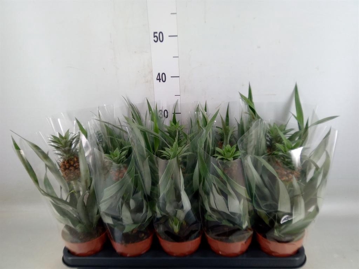 <h4>Ananas   ...</h4>