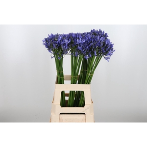 Agapanthus Intermedia