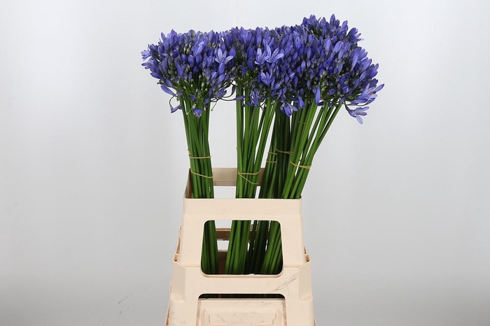 <h4>Agapanthus Intermedia</h4>
