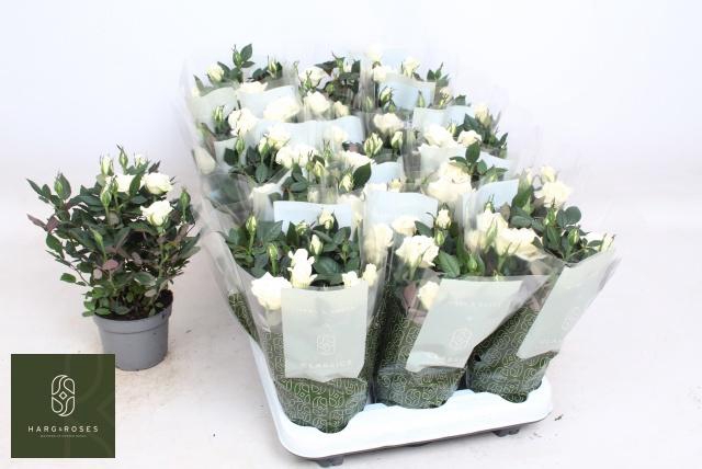 <h4>RO ALASKA KORDANA</h4>