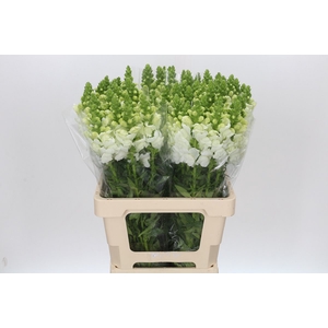 Antirrhinum Potomac White