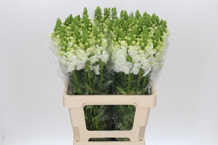 <h4>Antirrhinum Potomac White</h4>