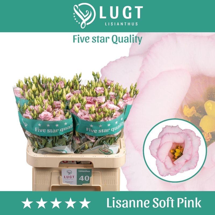 <h4>EUST G LIS SOFT PINK LUGT</h4>