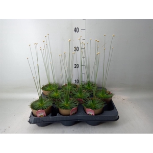 Synchonanthus  'Mikado'