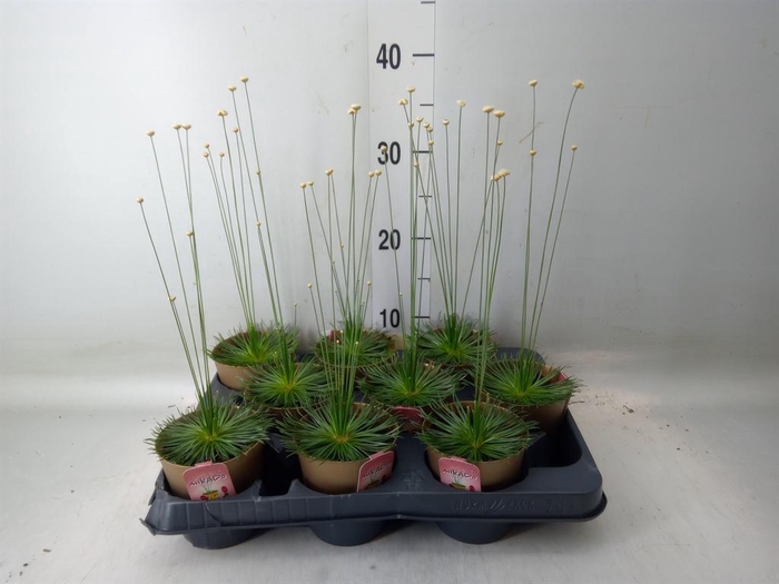 <h4>Synchonanthus  'Mikado'</h4>