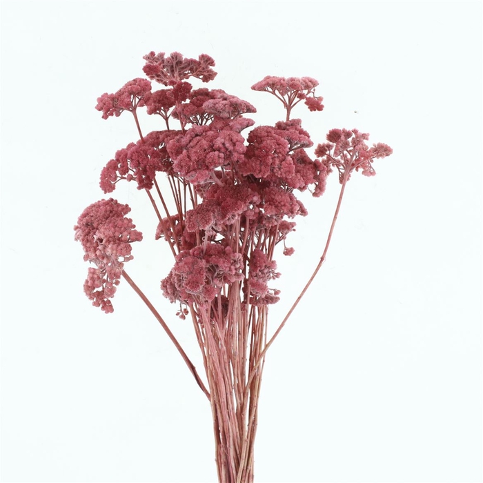 Dried Achillea Pastel Cerise