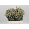 Anigozanthos Cape Gray Moss