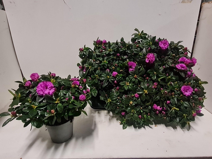 <h4>RHODO SI AIKO ROSE</h4>