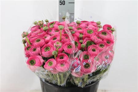 <h4>Ranunculus Cl Flash Hot Pink Ex X60</h4>