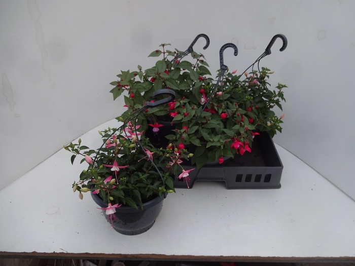 <h4>FUCHSIA GEM</h4>