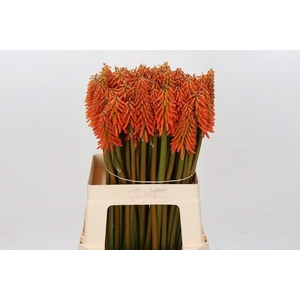 KNIP EYCONE ORANGE