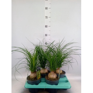 Beaucarnea recurvata