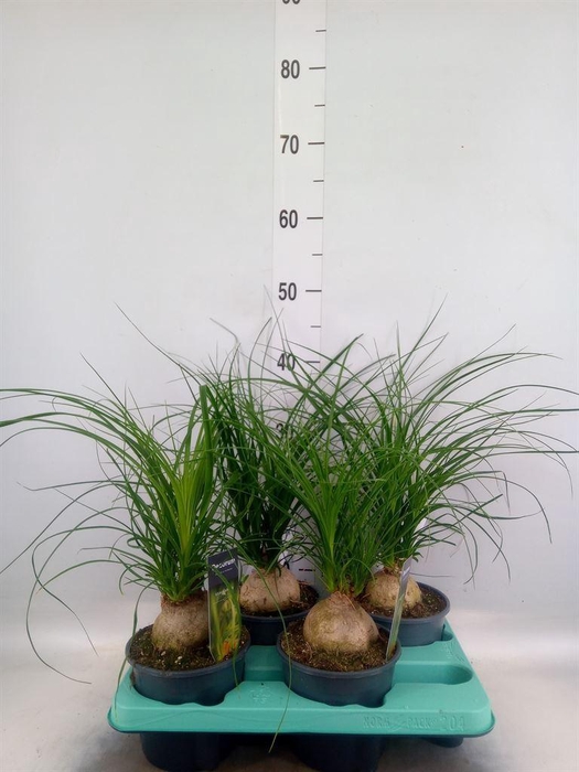 <h4>Beaucarnea recurvata</h4>