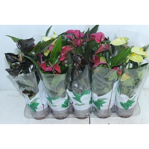 ANTHURIUM VARIADO P12