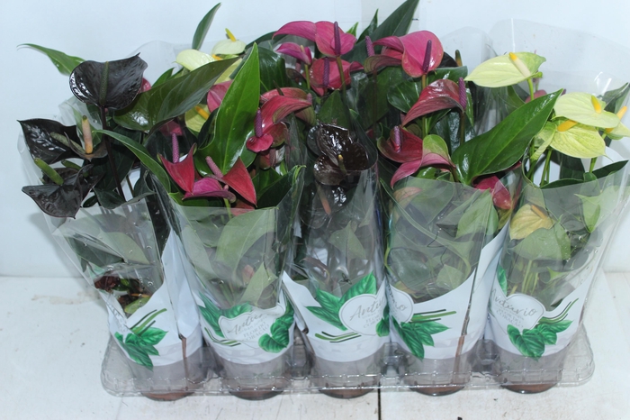 <h4>ANTHURIUM VARIADO P12</h4>