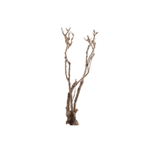 Syringa Branch Extra Mores