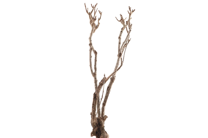 <h4>Syringa Branch Extra Mores</h4>