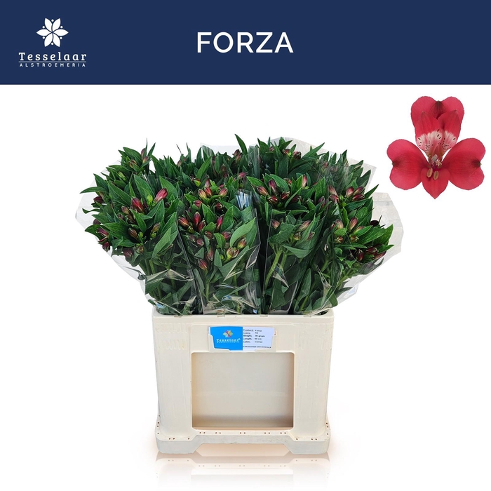 <h4>ALSTR FORZA</h4>