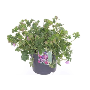 Geranium cant. Cambridge