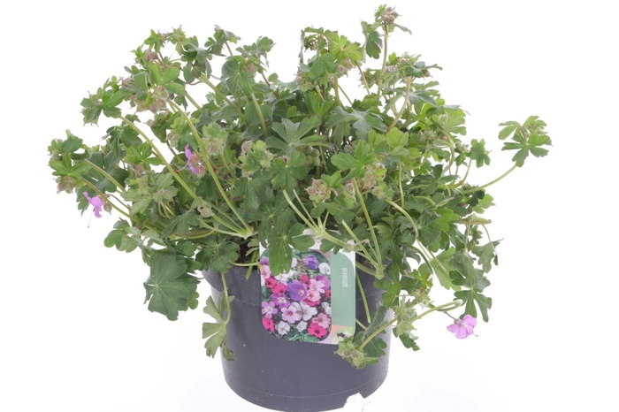 <h4>Geranium cant. Cambridge</h4>